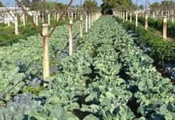 Üzüm bağında üretiyor! Çiftçi, kazancını ikiye katlıyor