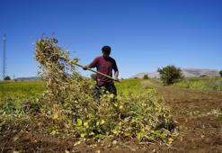 Arazi 10 bin dönüme çıktı, hasat sonbaharda başladı! Coğrafi işaretli ürün Gümüşhane'yi kalkındırıyor
