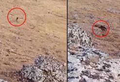 Şanlıurfa'da nesli tükenme tehlikesi altında olan Çizgili Sırtlan görüldü! Köylüler gözlerine inanamadı