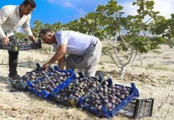 Mersin'de atıl araziler incirle canlandı! Coğrafi işaret yolda!