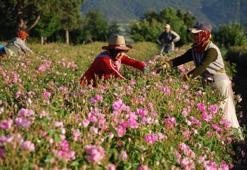 Isparta'da yeni gül çiçeği taban fiyatı belli oldu!