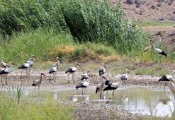 Iğdır'da gizli bir cennet keşfedildi: Göç yolu üzerinde, 35 kuş türüne ev sahipliği yapıyor!