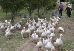 Muşlu çiftçiler bu projeyle gelirlerini katlayacak! Kazlar hazır, kümesler kuruldu!