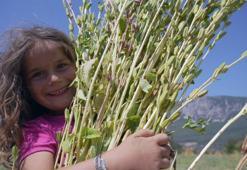 Japonların dünyaca ünlü mutfağına Muğla'dan hediye: İyotlu rüzgarla tadı aroması daha da artıyor