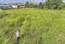 Diyarbakırlı emekli vatandaş bir zamanlar şifa niyetine bulamadığı meyvenin üreticisi oldu! Eşi öldükten sonra içinde ukde kaldı