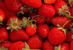 Niğde'de hasat başladı! Don vurdu ama çiftçi vazgeçmedi