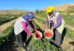 Mevsimi mayıs-haziranda! Yılın son hasadı burada yapılıyor