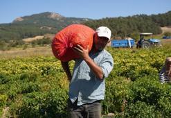 Sarı altında hasat zamanı! Geçen yıl fiyatı 18 liraydı bu yıl 90 liraya çıktı