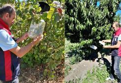 Üreticinin cebine resmen göz koyuyorlar! Ürün kayıplarını önlemek için tuzaklar devrede