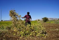 Coğrafi işaretli ürünün tadına doyum olmuyor! Kilogramı 250 TL'den satışa sunuluyor