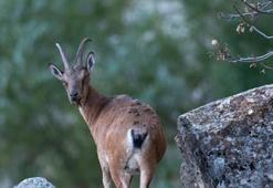 Nesli tükenme tehlikesindeki dağ keçileri Erzincan'da görüntülendi!