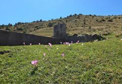 Gümüşhane'de doğa, yaylacılara mesajını verdi! Bu çiçekler ortaya çıkınca yaylayı terk etmek lazım