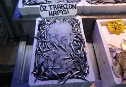 2 ay sonra hamsi avı bitebilir! Trabzonlu balıkçıların erken gelen hamside endişesi var