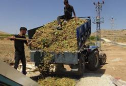 Batman Gercüş'te 'yeşil altın'ın değirmenleri çalışmaya başladı! Hasattan sonra ilk durak burası