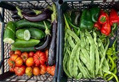 Körfez'de hasat zamanı! Organik yöntemlerle üretildi, vatandaşa ücretsiz dağıtılacak