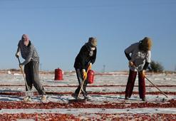 Elazığ'da bozkırın altınında hasat zamanı: Güneşin altında kurtulan domatesler, Avrupa'ya ihraç ediliyor!