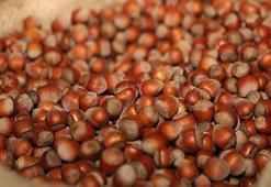 Üretici elinde tuttu, Samsun'da fındık fiyatları uçtu!