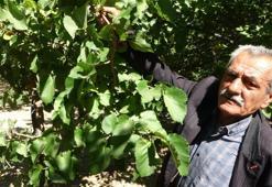 Kayısıya alternatif olarak yetiştirildi, getirisi yüz güldürdü! Kilosu 500 liradan satılıyor