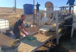 Siirt fıstığı işleme çalışmaları sürüyor! Yurt dışına bile ihraç ediliyor