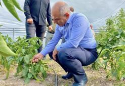 Ata tohumlarının ilk hasadı yapıldı! Vatandaşlara ücretsiz dağıtılacak