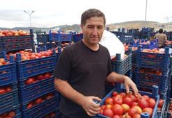 Bu sene de yoğun ilgi görüyor! Kasası 150 liradan gidiyor