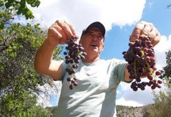 Bolu'da kış kapıya dayanınca tarlaya indiler: Hasat başladı