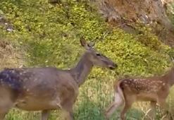 Uludağ'ın gizemli misafirleri fotokapanla görüntülendi: Ormanın derinliklerinde kameralara yakalandı