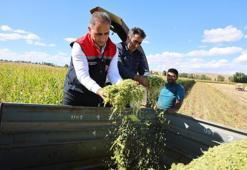Kars'ta toprağa asit uygulaması: 4 çeşitte yüzde 75 verim artışı sağlandı