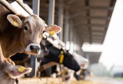 Adana'da şap hastalığının ardından bir de bu çıktı: Veterinerlerden üreticilere uyarı: Verimi yarı yarıya düşürebilir