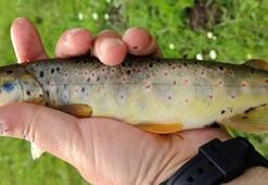 Munzur'un simgesi kırmızı benekli alabalıklar yok oluyor! Acil koruma çağrısı yapıldı