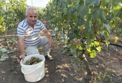 Hasat başladı, kilosu 50 liradan satılıyor! Zirai don vurdu, yüzde 80 kayıp var