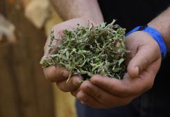 Sivas'ta sofraların vazgeçilmezi! Kurusu servet değerinde: Yurt dışına gönderiyorlar