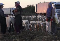 Kayseri'de sabahın ilk ışıklarıyla hasat başladı! Katar, BAE ve Suudi Arabistan bu patateslerin peşinde