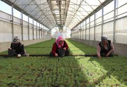 Kayseri'de yetiştirilen fidanlar akciğerlerimize yeniden nefes olacak