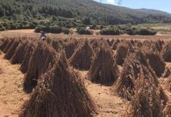 Susam hasadı için geri sayım başladı! 3 bin 200 kilo verim bekleniyor