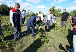 Sinop'ta 'süper meyve'nin hasadı yapıldı