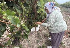 Bu sene ürünleri zirai don vurdu, rekolte yüzde 80 düştü! Fiyatlar arttı, 50 liraya yükseldi