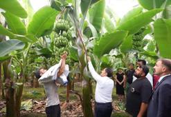 Hatay’da ilk muz hasadı yapıldı! İç pazarda fiyatı aşağı çekecek