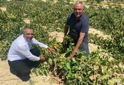 1400 rakımda hasat zamanı! Aroması yüksek, değeri paha biçilemez