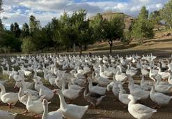 Kars'ta meşhur lezzet için hazırlıklar başladı! Kar yağdığında kesilecek: Fiyatı 6 bin TL'ye dayandı