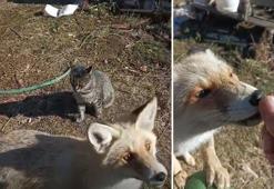 Trabzon'da yürek ısıtan dostluk: Tilkiyi eliyle besliyor!
