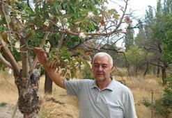 Sivas'ta tarlaya inen köylüler gözlerine inanamadı: Tam 7 metre, hayatımda ilk kez karşılaştım