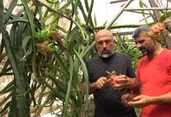 Antalya'da çiftçiler engebeli arazide imkansızı başardılar! Hem iç piyasa hem de yurt dışına gönderiyorlar