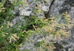 Küre Dağları Milli Parkı'nda endemik bitki türü keşfedildi