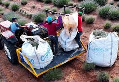 Konya'da boş arsaya ekti, çuval çuval topluyor! 100 tonluk hasat zengin edecek, kilosu 2.500 lira