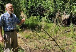 Erzincan'da köye musallat oldular! Korkudan evden çıkamıyorlar: Can güvenliğimiz yok