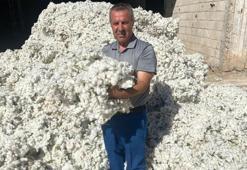 Gaziantep'te 'beyaz altın' hasadı başladı! Kilosunu 32 liradan sattı, 15 bin dönüm zengin edecek
