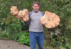 Ailece ormanda gezerken buldular! Her biri 3 kilo: Görenler şaşkına döndü