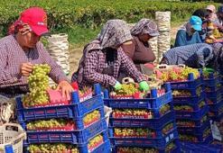 Hasat Ocak ayına kadar sürüyor! Manisa'da üretilip tüm dünyaya satılıyor!