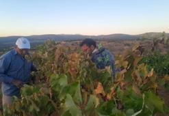 Çiftçiden sıfır maliyetli çözüm: Üzüm hasadını böyle geçiriyorlar